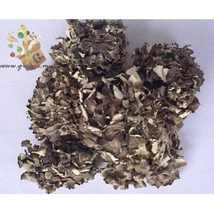 Organic Maitake - 有机舞茸