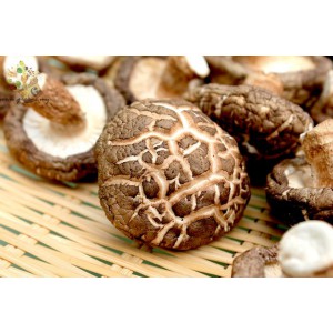 Raw wood S. Mushroom - 原木香花菇